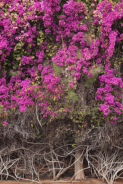 Drillingsblume (Bougainvillea glabra)