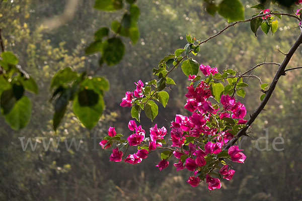 Drillingsblume spec. (Bougainvillea spec.)