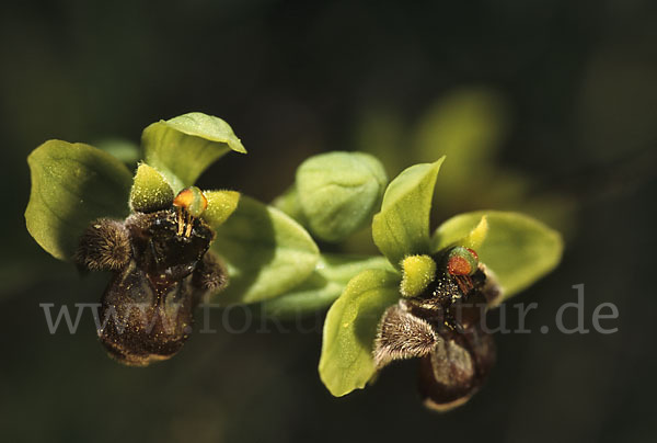 Drohnen-Ragwurz (Ophrys bombyliflora)