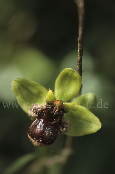 Drohnen-Ragwurz (Ophrys bombyliflora)