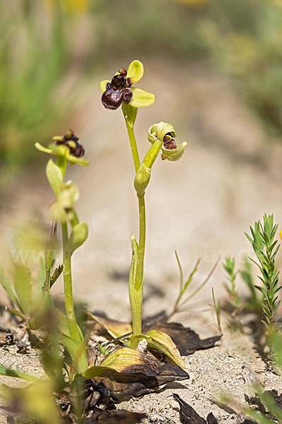 Drohnen-Ragwurz (Ophrys bombyliflora)