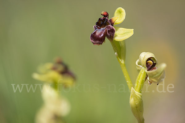 Drohnen-Ragwurz (Ophrys bombyliflora)