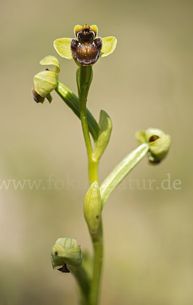 Drohnen-Ragwurz (Ophrys bombyliflora)