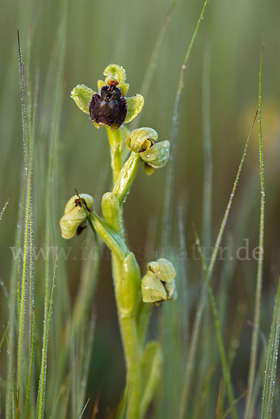 Drohnen-Ragwurz (Ophrys bombyliflora)