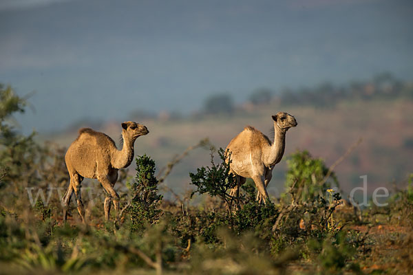 Dromedar (Camelus dromedarius)