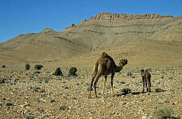 Dromedar (Camelus dromedarius)