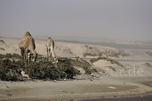 Dromedar (Camelus dromedarius)