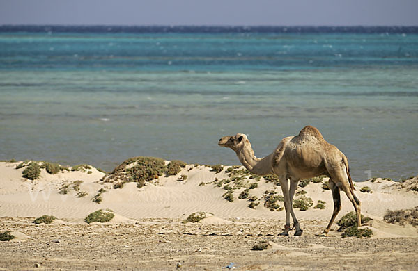 Dromedar (Camelus dromedarius)