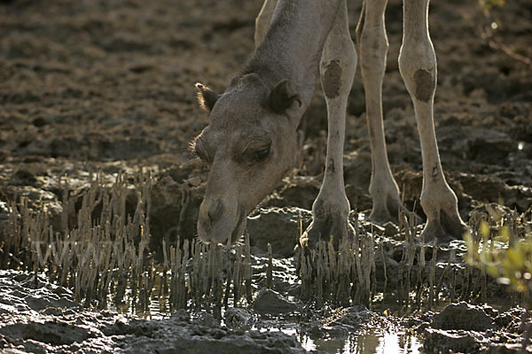 Dromedar (Camelus dromedarius)