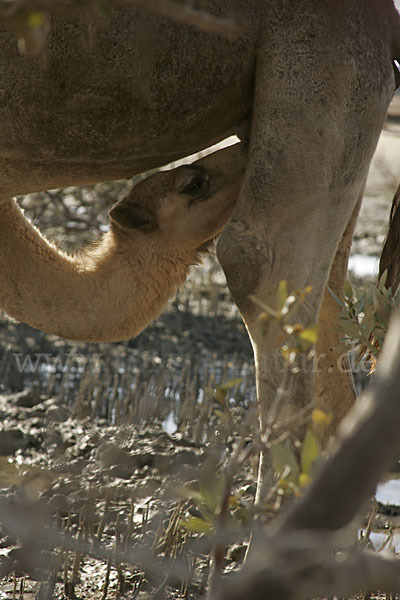 Dromedar (Camelus dromedarius)