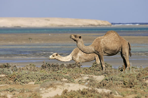 Dromedar (Camelus dromedarius)