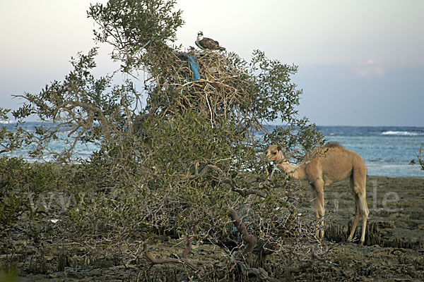 Dromedar (Camelus dromedarius)