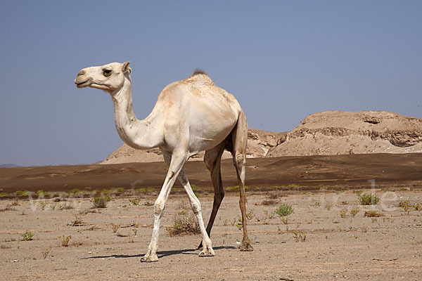 Dromedar (Camelus dromedarius)