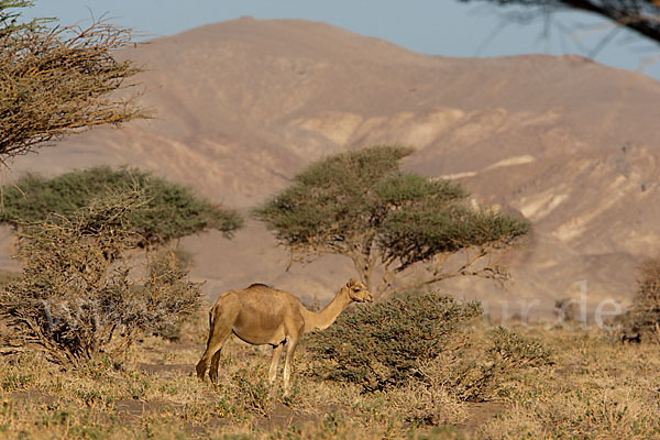 Dromedar (Camelus dromedarius)