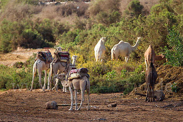 Dromedar (Camelus dromedarius)