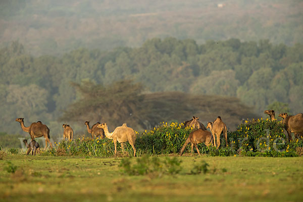 Dromedar (Camelus dromedarius)