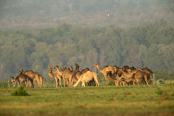 Dromedar (Camelus dromedarius)