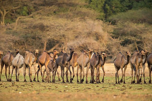 Dromedar (Camelus dromedarius)