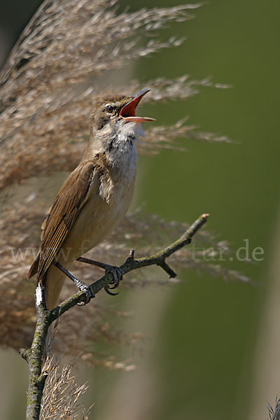 Drosselrohrsänger (Acrocephalus arundinaceus)