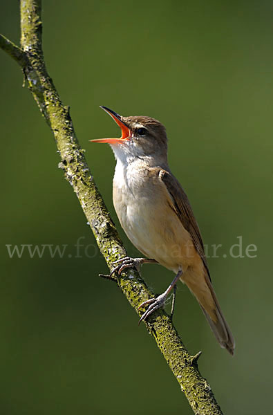 Drosselrohrsänger (Acrocephalus arundinaceus)