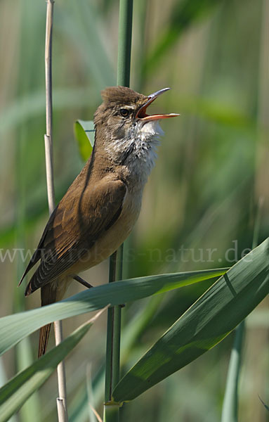 Drosselrohrsänger (Acrocephalus arundinaceus)