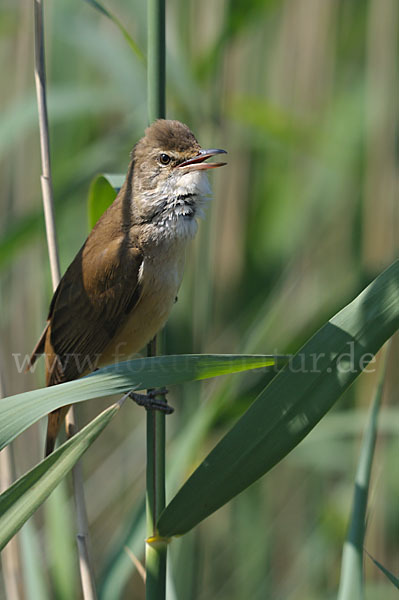 Drosselrohrsänger (Acrocephalus arundinaceus)