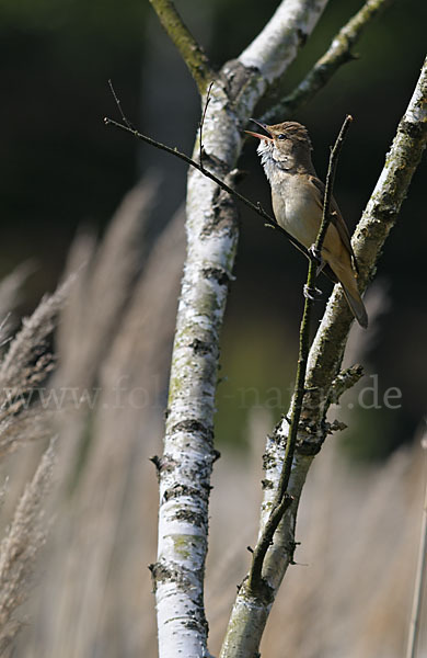 Drosselrohrsänger (Acrocephalus arundinaceus)