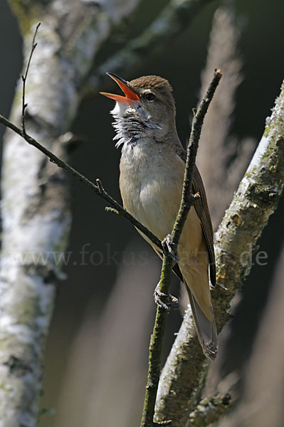 Drosselrohrsänger (Acrocephalus arundinaceus)