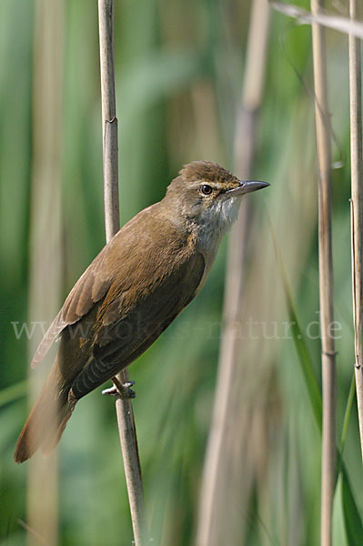 Drosselrohrsänger (Acrocephalus arundinaceus)