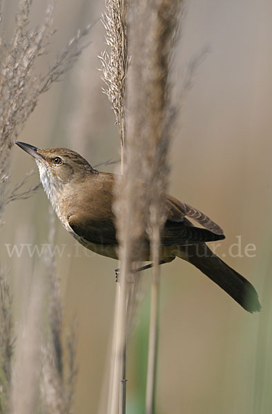 Drosselrohrsänger (Acrocephalus arundinaceus)