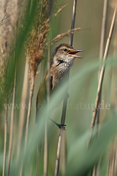 Drosselrohrsänger (Acrocephalus arundinaceus)