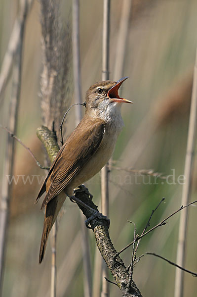 Drosselrohrsänger (Acrocephalus arundinaceus)