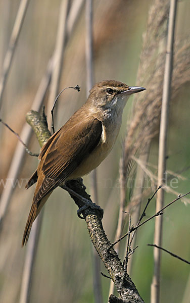 Drosselrohrsänger (Acrocephalus arundinaceus)