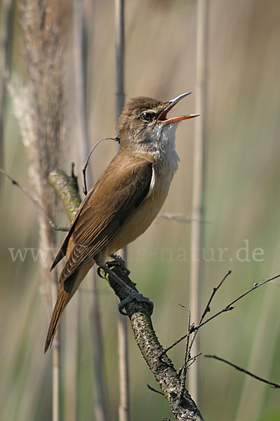 Drosselrohrsänger (Acrocephalus arundinaceus)