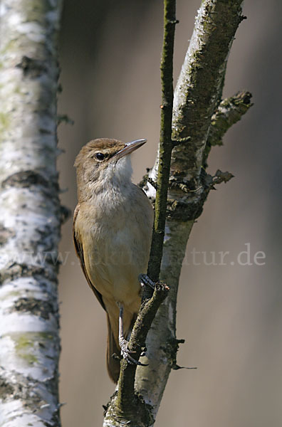 Drosselrohrsänger (Acrocephalus arundinaceus)