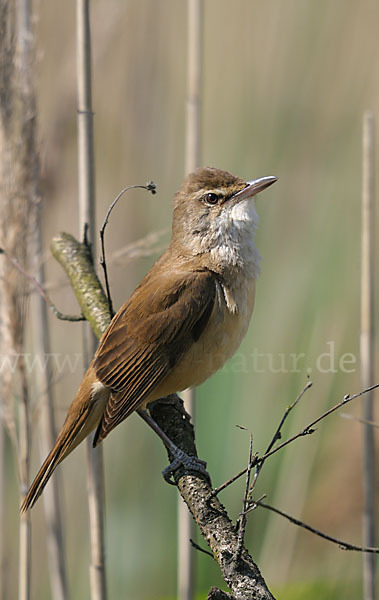 Drosselrohrsänger (Acrocephalus arundinaceus)