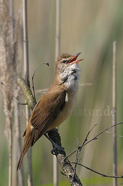 Drosselrohrsänger (Acrocephalus arundinaceus)