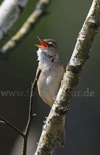 Drosselrohrsänger (Acrocephalus arundinaceus)