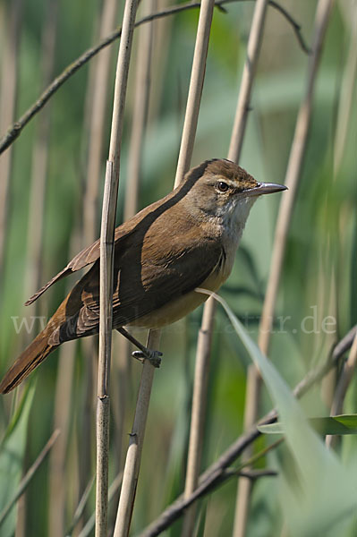 Drosselrohrsänger (Acrocephalus arundinaceus)