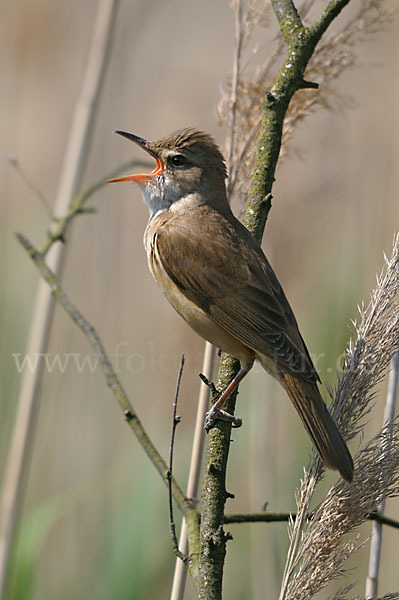 Drosselrohrsänger (Acrocephalus arundinaceus)