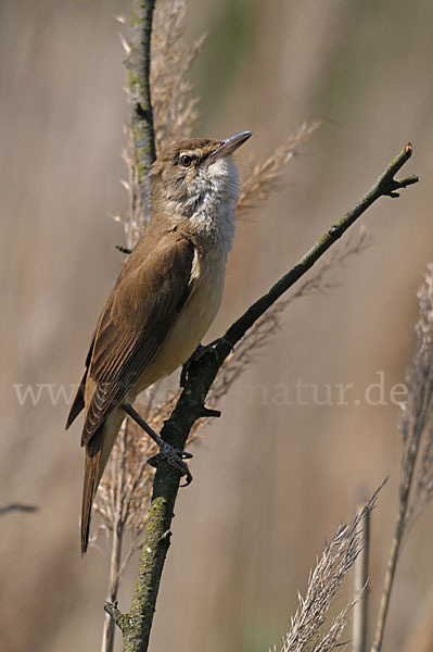 Drosselrohrsänger (Acrocephalus arundinaceus)