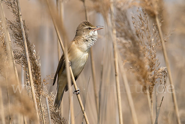 Drosselrohrsänger (Acrocephalus arundinaceus)