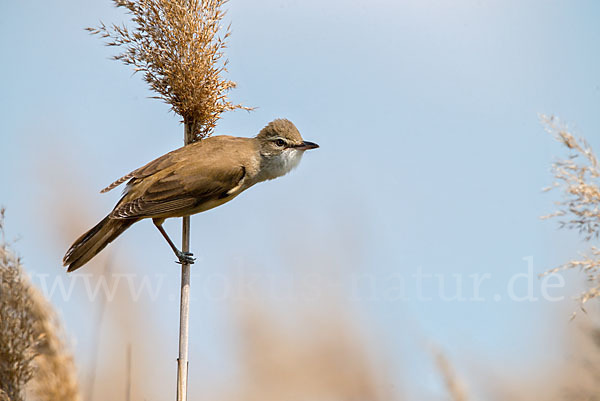 Drosselrohrsänger (Acrocephalus arundinaceus)