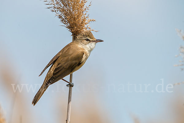 Drosselrohrsänger (Acrocephalus arundinaceus)