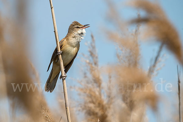 Drosselrohrsänger (Acrocephalus arundinaceus)