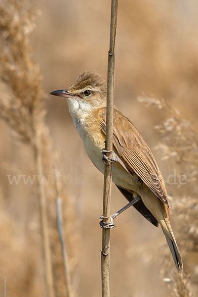 Drosselrohrsänger (Acrocephalus arundinaceus)