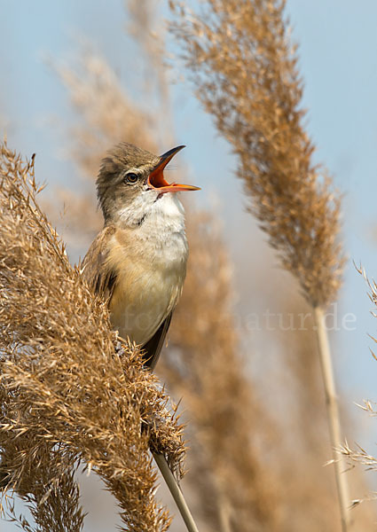 Drosselrohrsänger (Acrocephalus arundinaceus)