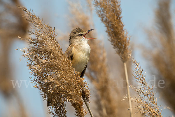 Drosselrohrsänger (Acrocephalus arundinaceus)