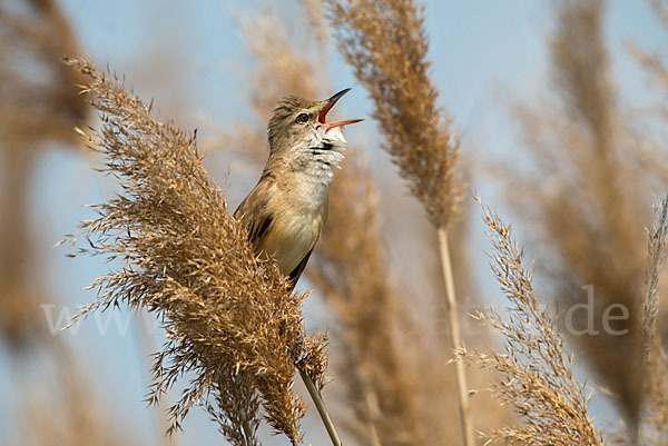 Drosselrohrsänger (Acrocephalus arundinaceus)