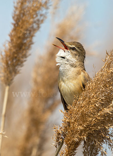 Drosselrohrsänger (Acrocephalus arundinaceus)